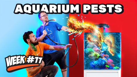 How To Deal With Nuisance Algae And Pests In Your Reef Tank | 12 Week Reef Video Tutorial #11