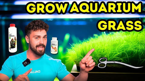Grow Perfect Aquarium Grass with Monte Carlo Aquascaping Pro Tips