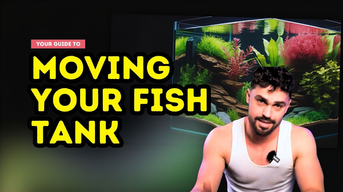 Moving Your Fish Tank Safely