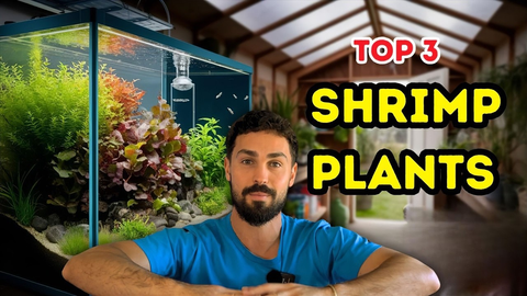 Top 3 Aquarium Plants for Cherry Shrimp