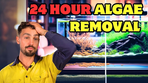 Save Your Aquarium: 5 Proven Steps to Eliminate Algae Fast