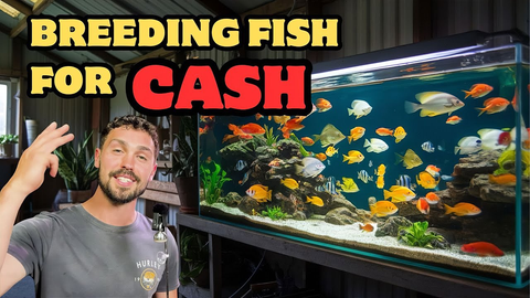 Best Fish Breeding for Quick Cash: Plecos, Guppies & Shrimp Guide