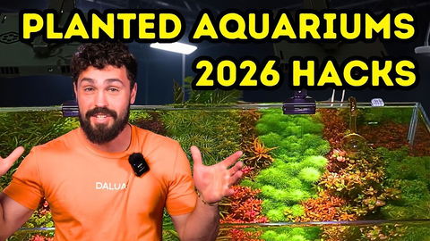 CO2, Fertz & Light: The 2026 Formula for Insane Planted Tank Growth