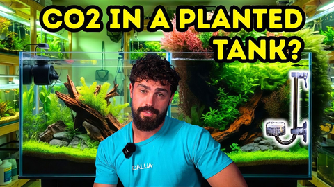 Do You Really Need CO₂? The Truth About Planted Tanks for Beginners