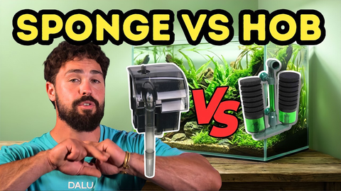 Sponge Filter vs HOB Filter: Which Aquarium Filter Actually Builds a Healthier Tank?