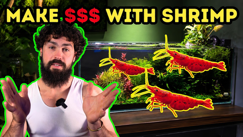 How I’d Build a Shrimp Colony That Pays for Itself – DALUA Fishroom Guide