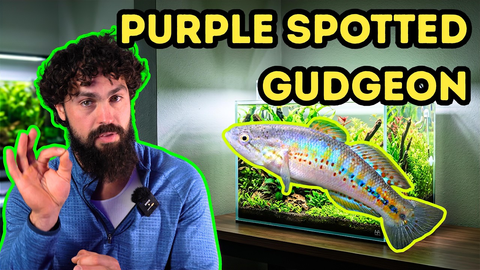 I Bred an Endangered Fish: Can I Keep Them Alive? | Purple Spotted Gudgeon Fry‑Raising Guide