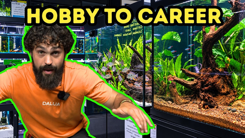 How ALLFISH2U Is Disrupting Australia’s Aquarium Industry | DALUA Fishroom Breakdown