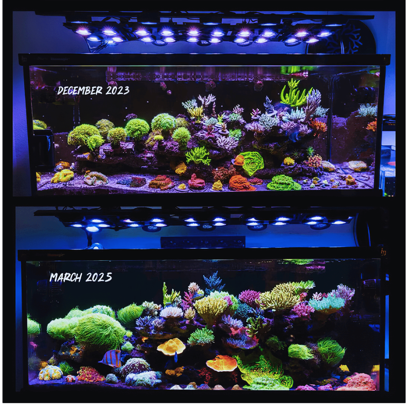 Beast Mode SPS Lighting Bundle All Sizes lighting bundle pack DALUA