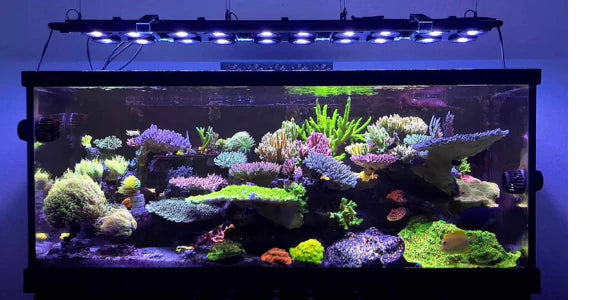 Beast Mode SPS Lighting Bundle