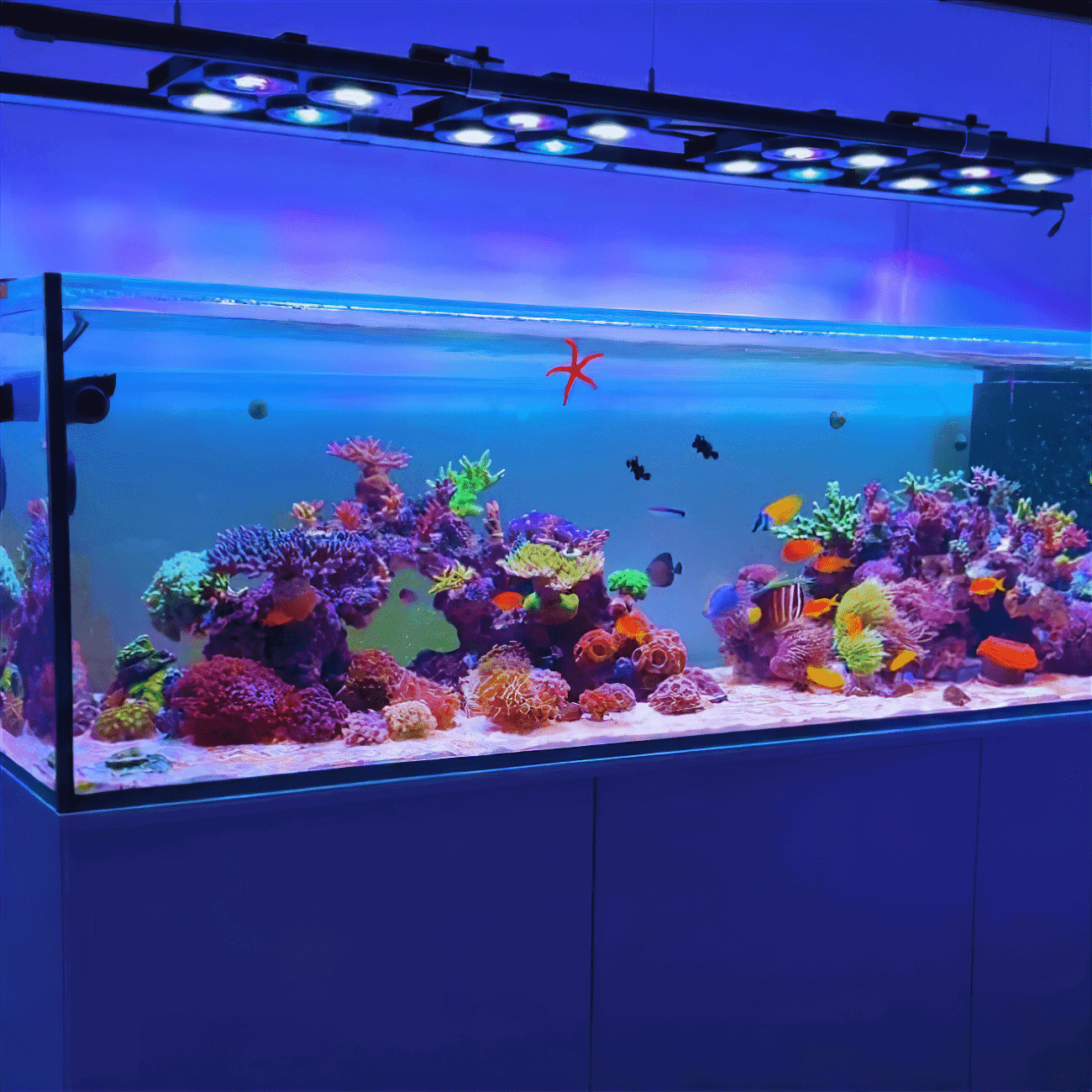 Beast Mode SPS Lighting Bundle All Sizes lighting bundle pack DALUA
