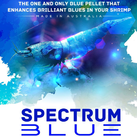 Shrimp Food Spectrum Blue