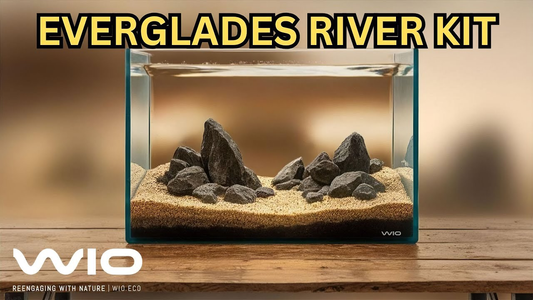Everglades-Inspired Aquascaping Kit – Create a Natural North American Wetland Aquarium