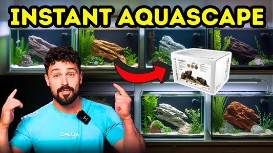 WIO River Kits: Instant Aquascapes for Biotope Aquariums