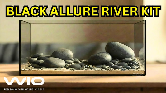 WIO Black Allure River Kit Unboxing & Aquascape