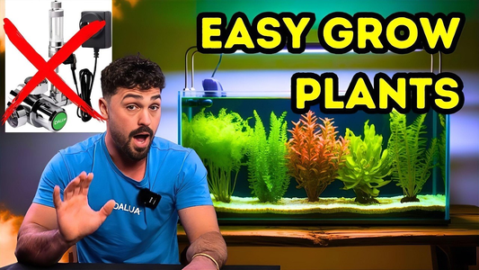 Low‑Tech Aquarium Plants That Thrive Without CO₂  Beginner‑Friendly Aquatic Plants Guide