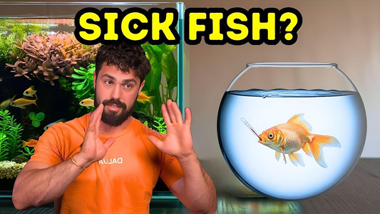 Identifying & Fixing Common Fish Diseases: Early Warning Signs & Fast Treatments