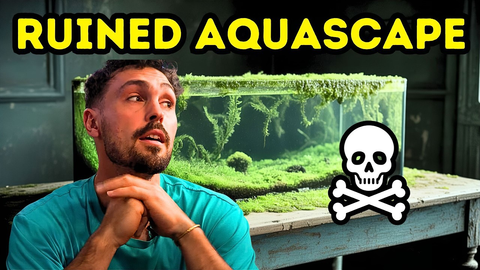 Top 5 Causes of Aquarium Algae (And How to Prevent Them)