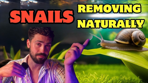 How to Get Rid of Pest Aquarium Snails Naturally (No Chemicals Needed)