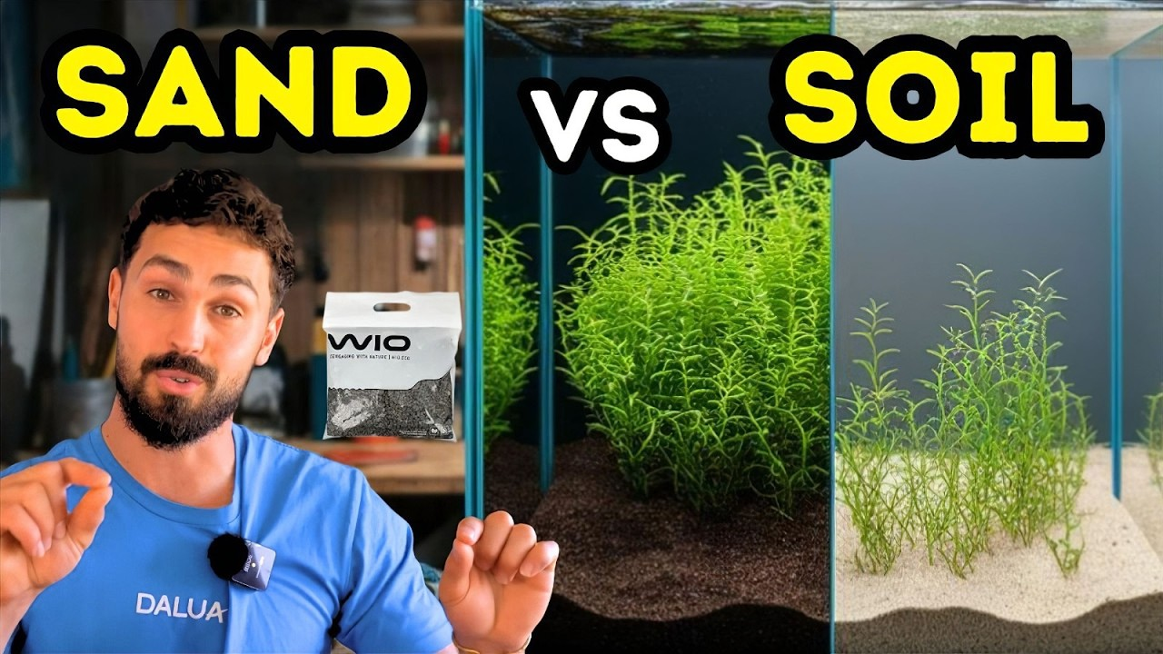 Sand vs Aquasoil: Choosing the Best Aquarium Substrate – DALUA AU
