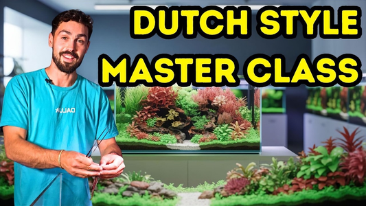 Dutch Style Aquascape: Complete Guide to Substrate, Plants & Water Parameters