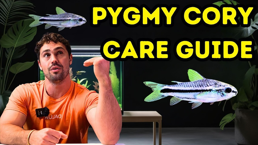 Pygmy Corydora Care & Breeding Guide for Nano Aquariums