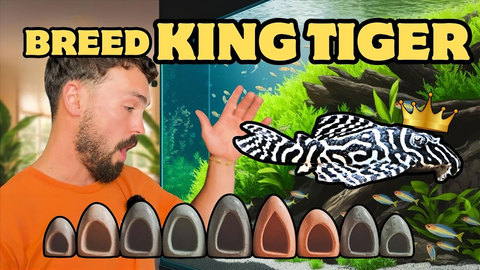 How to Breed the King Tiger Pleco (L333): Care, Feeding & Spawning Guide