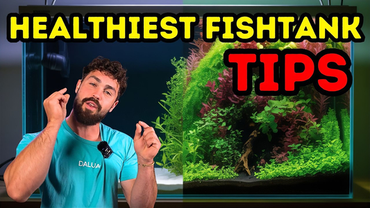 Start Your New Aquarium in 2026: Nitrogen Cycle, Filter Care & Stability Guide