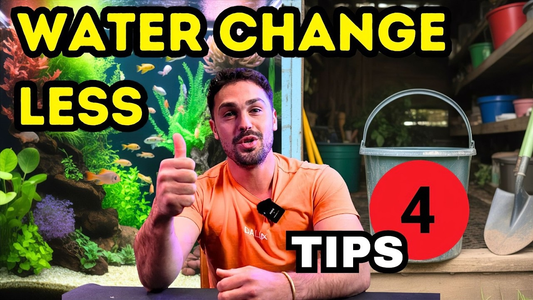 How to Never Do a Water Change Again: The Ultimate Low‑Maintenance Aquarium Method