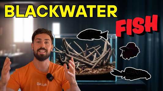 Top 5 Fish for Blackwater Aquariums — Best Species & Setup Tips