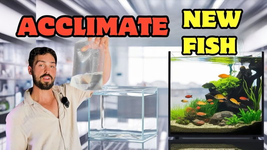 How to Introduce New Fish with Drip Acclimation