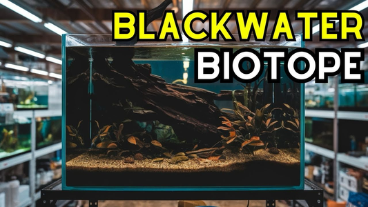 How to Start a Blackwater Aquarium Using the Botanical Method