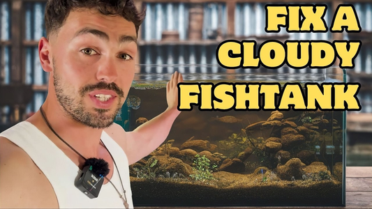 Best Way to Fix Cloudy Aquarium Water Quickly