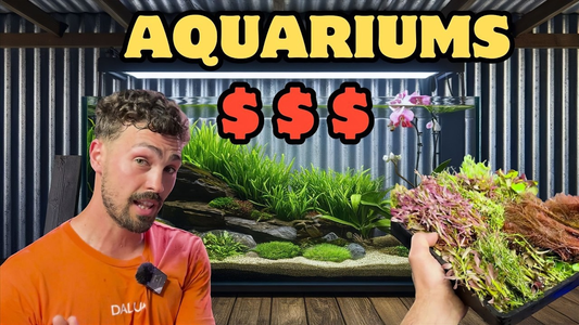 Make Money With Your Aquarium This Weekend – Easy Aquarist Side Hustles