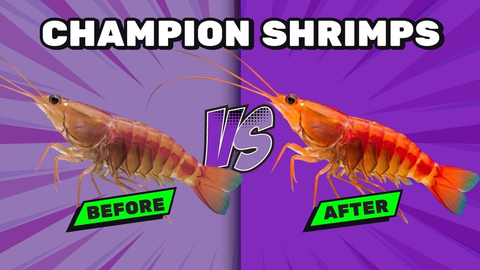 Breed High-Grade Cherry Shrimp with Smart Culling Techniques