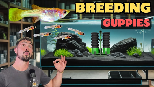Breed Guppies Like a PRO in 4 Easy Steps