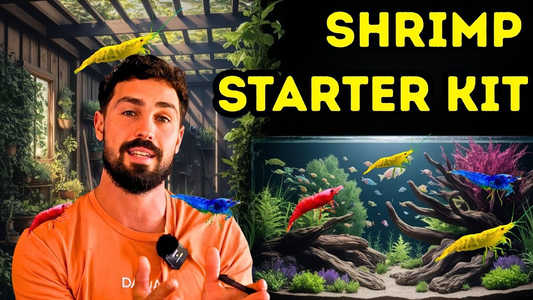 Starting a Thriving Cherry Shrimp Colony: Beginner’s Guide to Aquarium Success