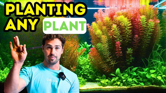 Aquarium Planting Guide: How to Plant 6 Types of Aquatic Plants for a Thriving Tank