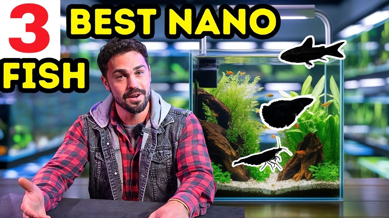 Top 3 Best Fish for a 20L Nano Tank: Safe, Colorful & Beginner‑Friendl ...