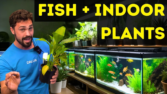 Top 10 Indoor Plants That Thrive in Aquariums – DALUA Fishroom Guide