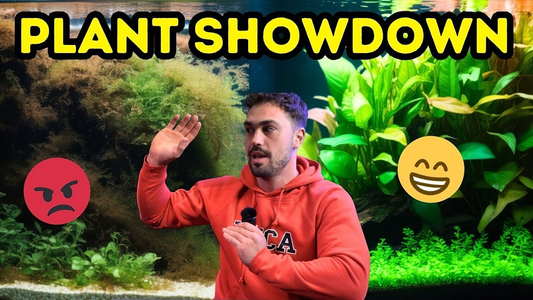 Best Aquarium Plants That Naturally Filter Your Fish Tank