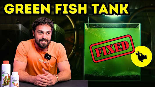 What Causes Green Fish Tank Water & How to Fix It in 5 Simple Steps