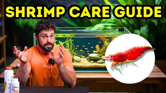 4 Proven Methods to Build a Thriving Freshwater Shrimp Colony