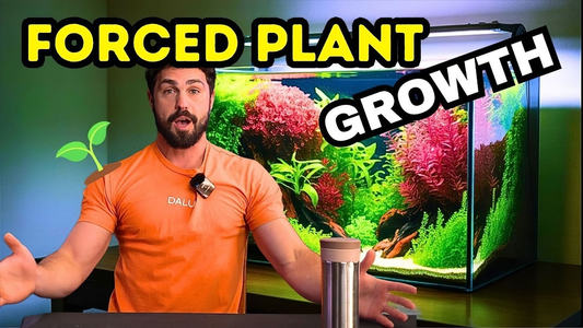 How to Achieve Fast & Vibrant Aquarium Plant Growth (Beginner‑Friendly Guide)