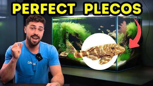 Bristlenose Pleco Care Guide: Tank Setup, Diet & Tips for Beginners