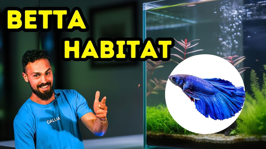 Betta Tank Setup Guide: Avoid These Common Mistakes for a Healthier, Happier Betta