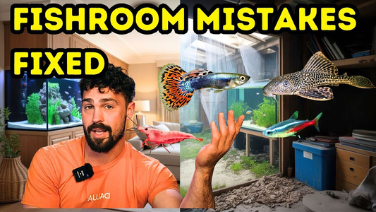 Beginner Fishroom Guide: How to Save Time, Money & Avoid Common Mistakes
