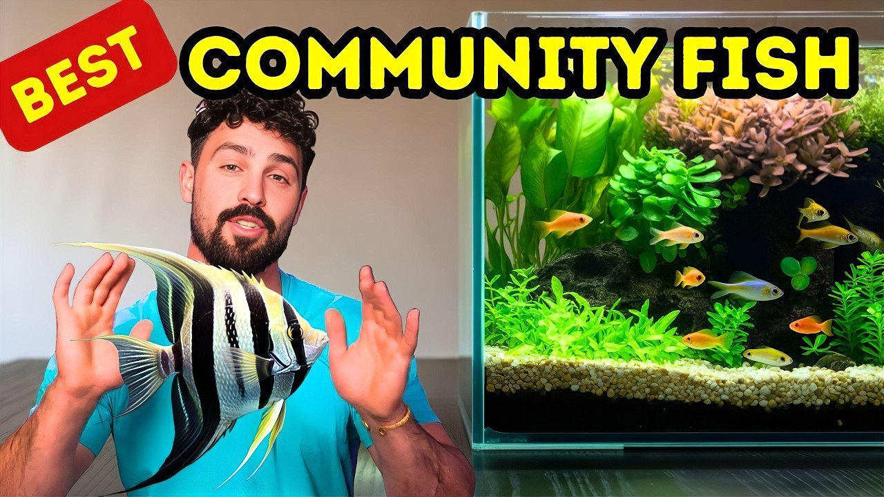 Top 6 Fish Every Community Aquarium Needs for a Peaceful, Colorful Tan ...