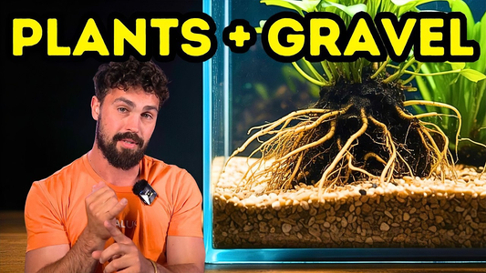 Best Plants for Gravel Aquariums That Thrive  Substrate & Fertiliser Guide