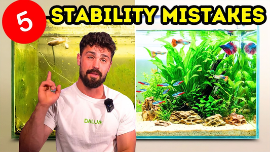 5 Beginner Fish Tank Mistakes That Destroy Stability (2026 Guide)